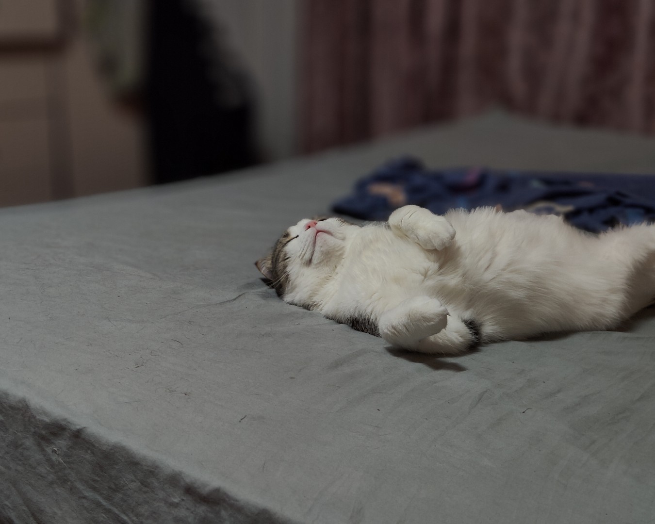 Фото Кошки. Поели,- теперь можно и поспать 🐈