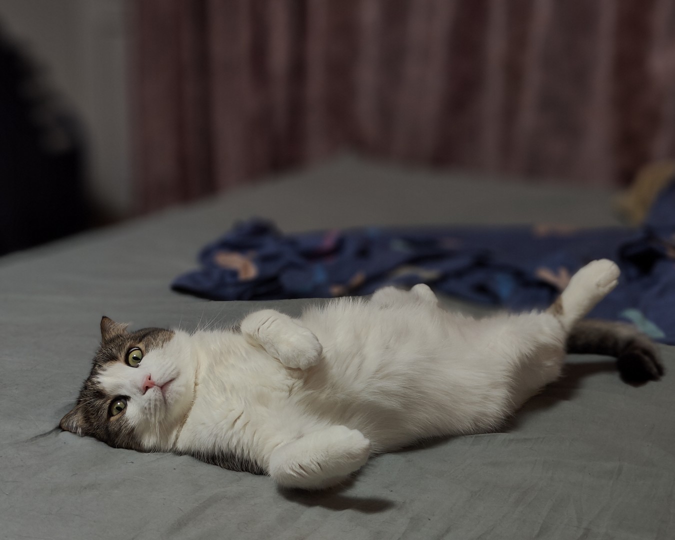 Кошки. Шотландская вислоухая — Поели,- теперь можно и поспать 🐈