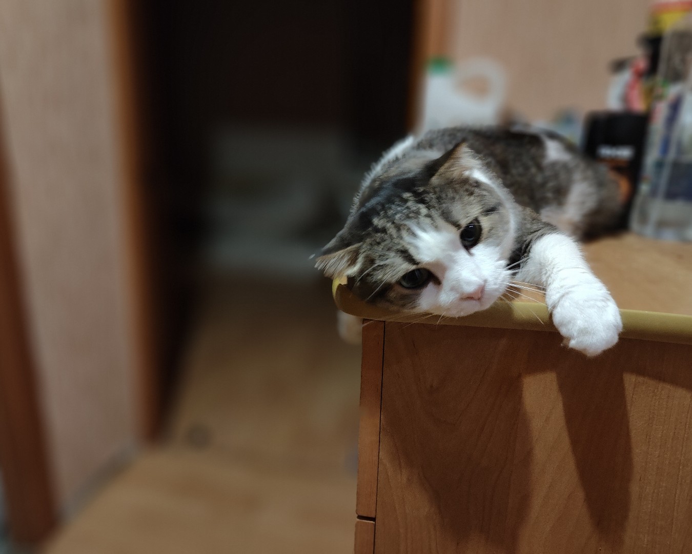 Фото Кошки, Шотландская вислоухая. Мр ну наконец-то кормить будут 🐱