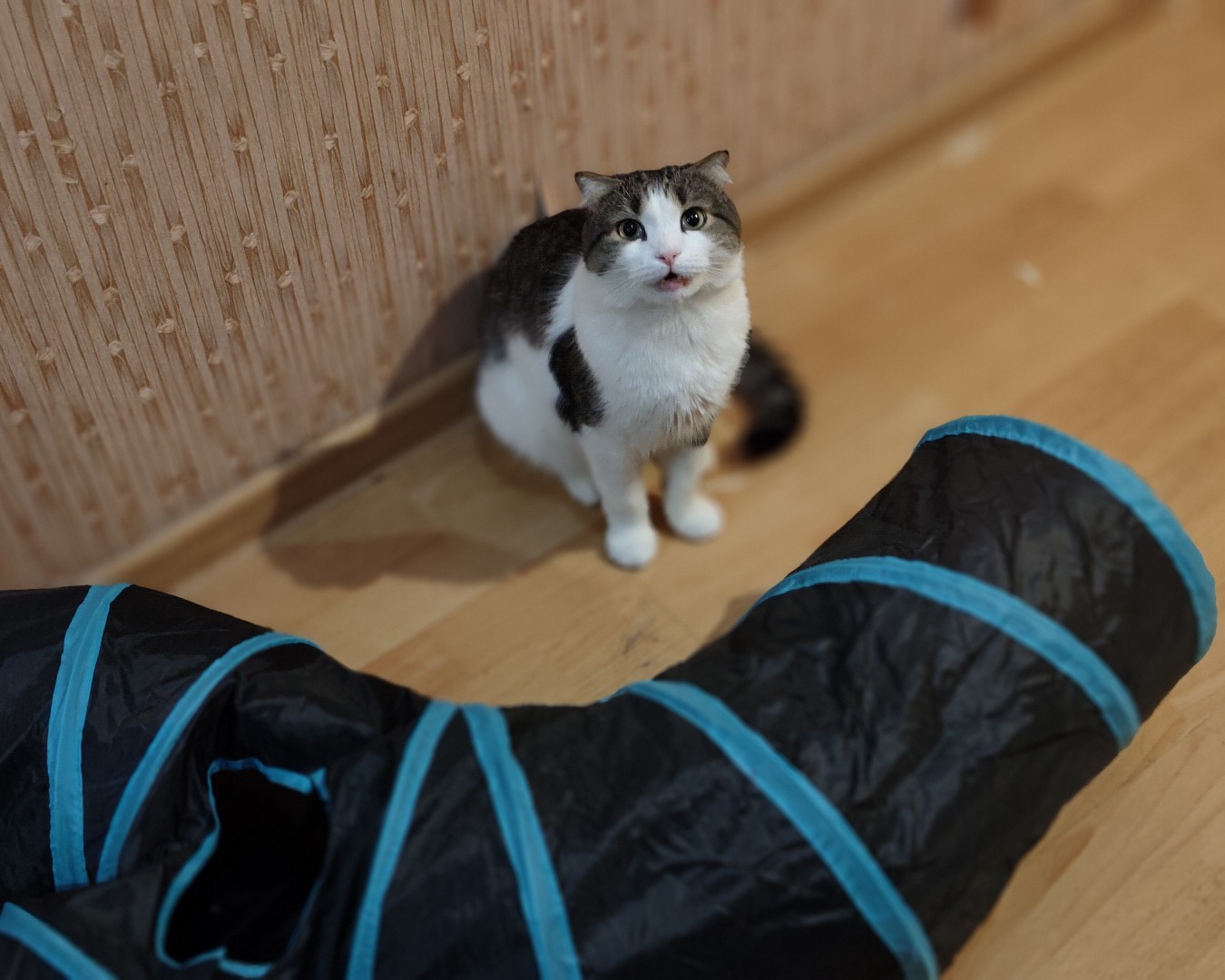 Фото Кошки. С добрым утром, мяу 🐱
