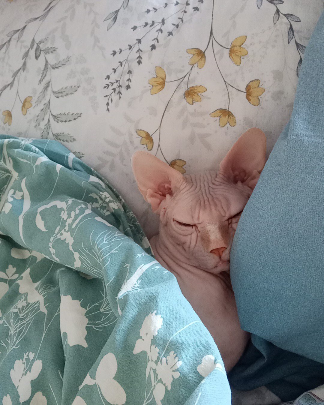 Фото Кошки, Сфинкс. Поели, можно и поспать 😴