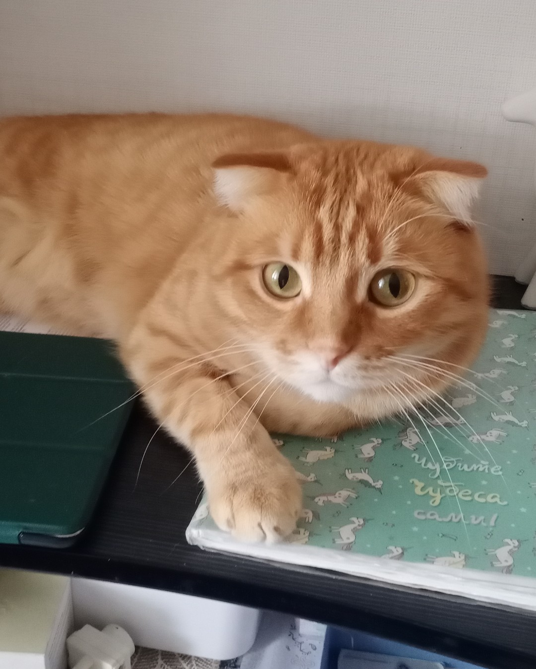 Кошки — Красавчик