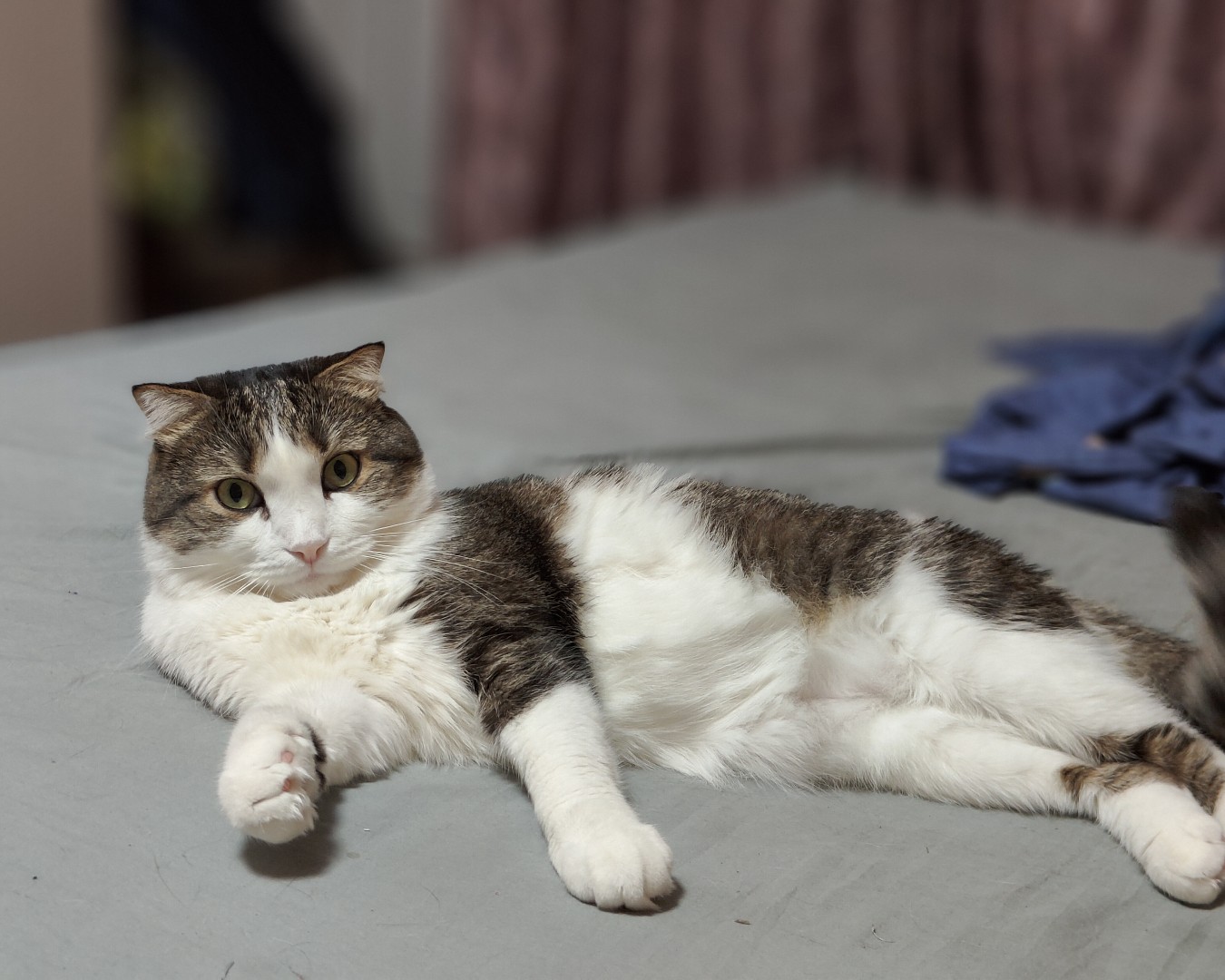 Фото Кошки. Стал быть сделаем по моему 🐱