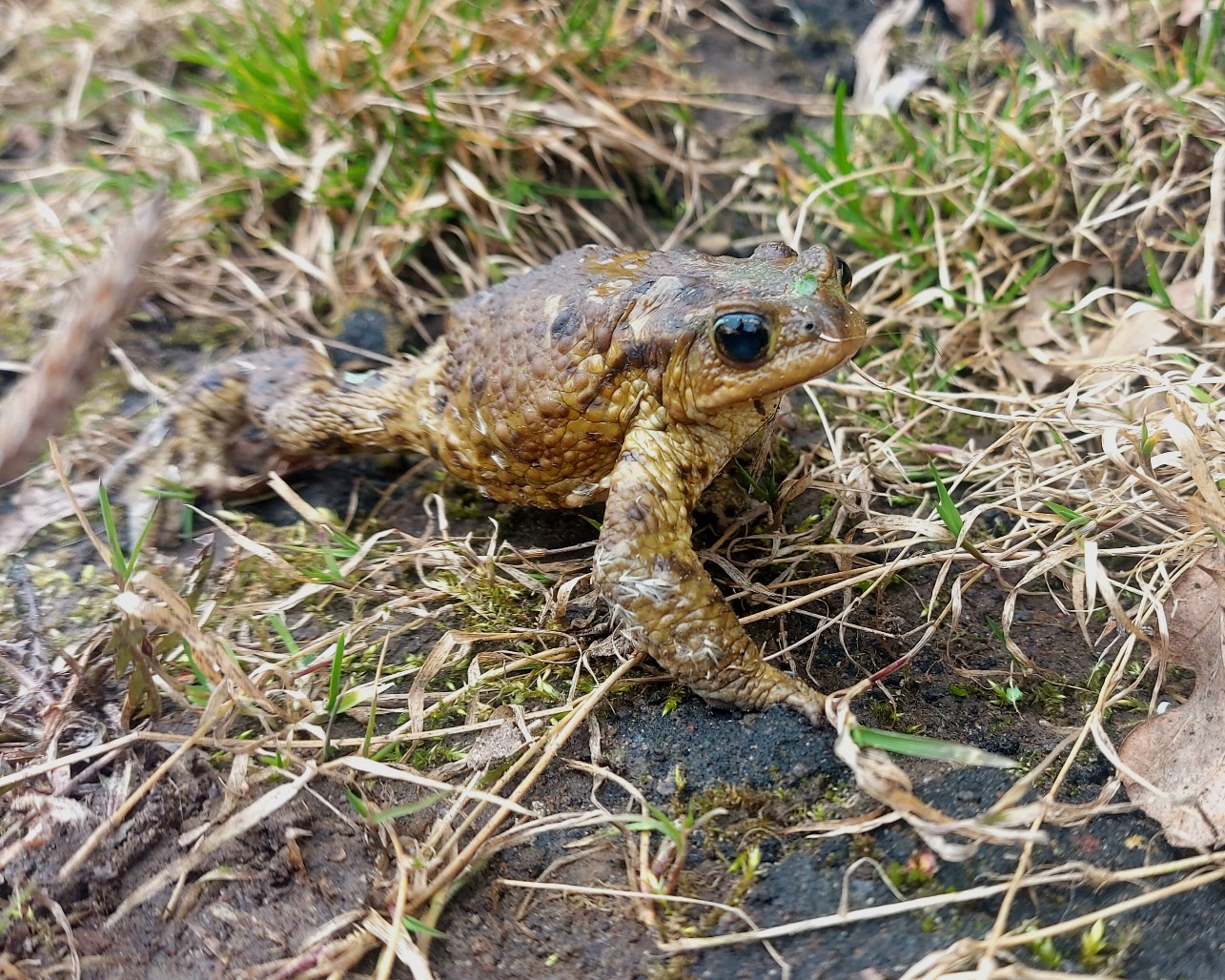 С днём среды, мои чюваки) 🐸