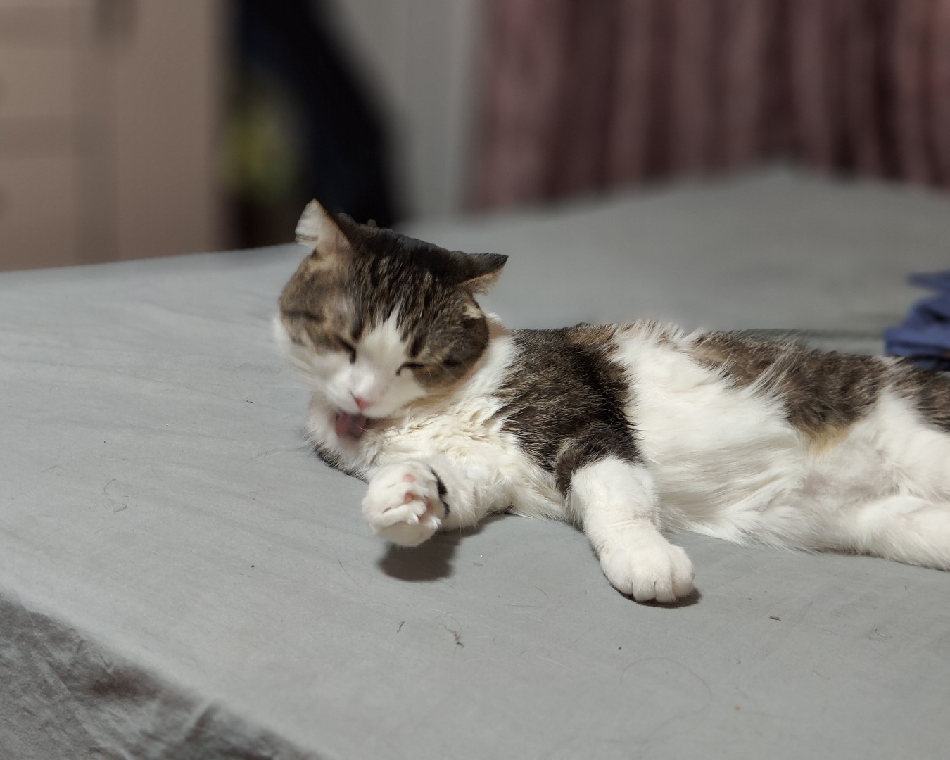 Кошки. Шотландская вислоухая — Водные процедуры 🛀