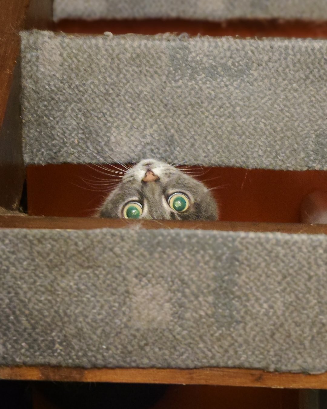 Фото Кошки. Под лестницей установлен капкан-коткан 👀