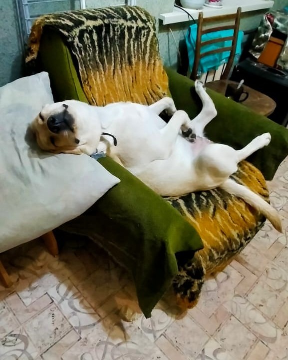 Фото Собаки. zzZZzZzzzZzzZzZZZz