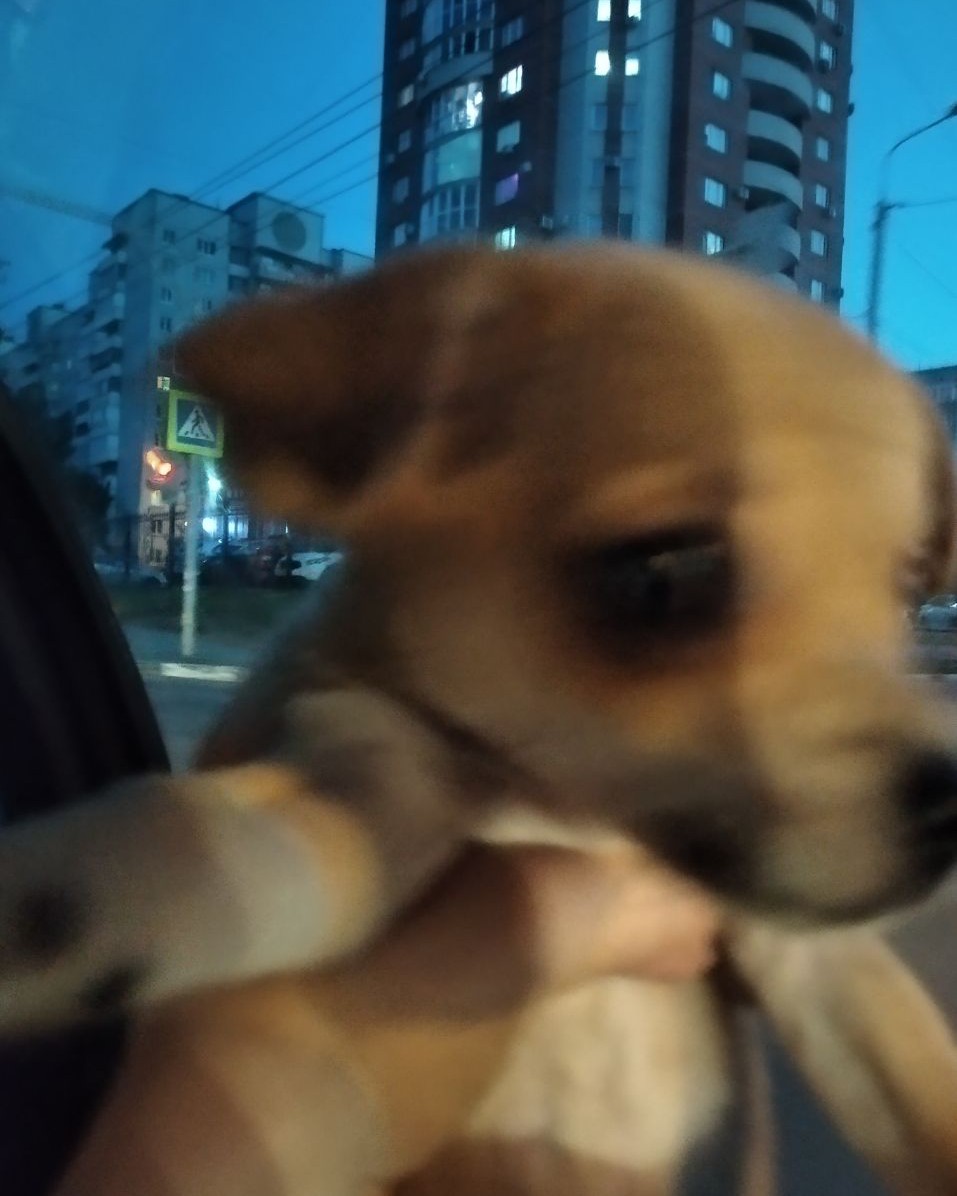 Фото Собаки. Вайй что я вспомнила. Это самая первая фотография с Луночкой, сделана через несколько минут после покупки🫶🏻🥹