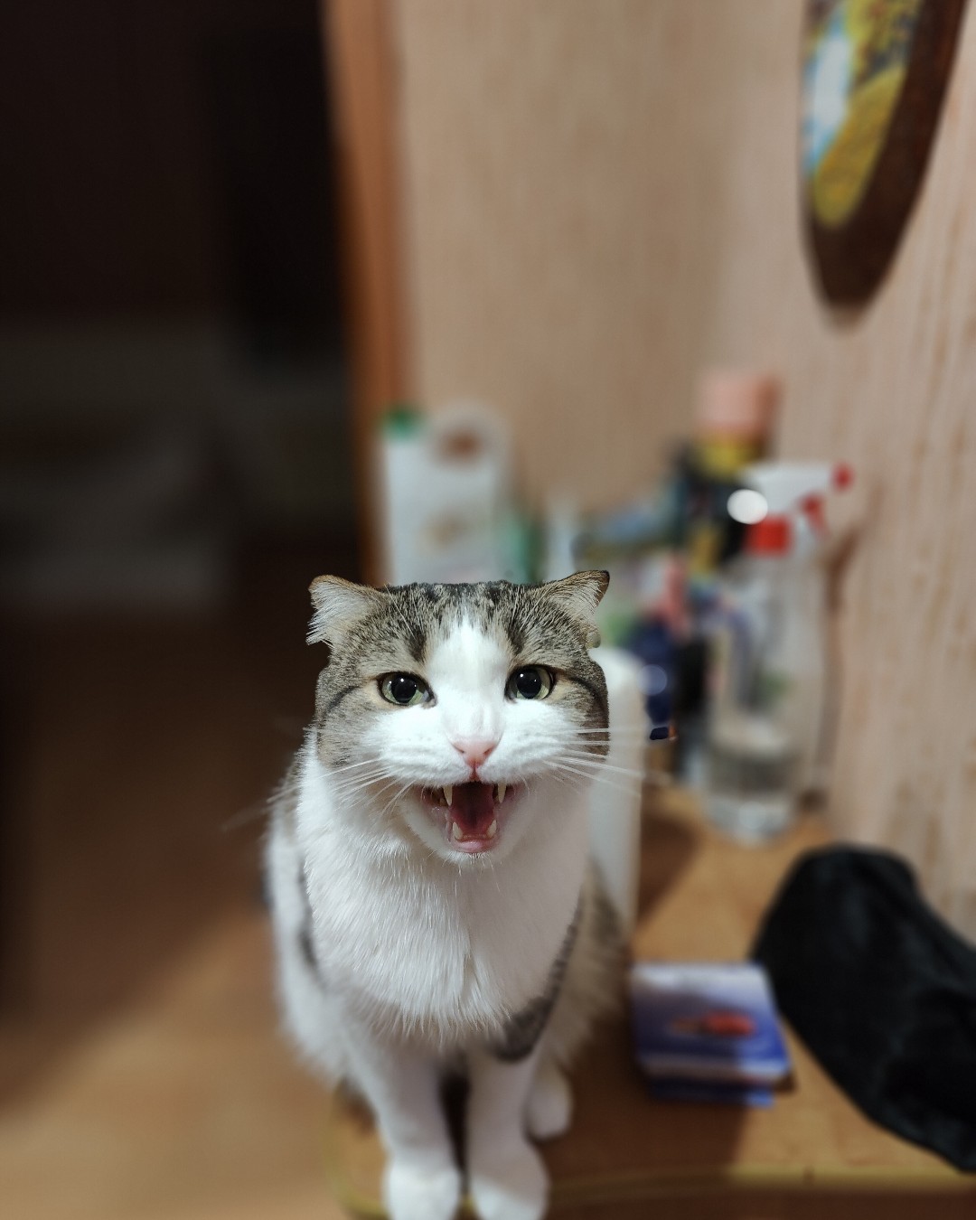 Мяу, где еда? 🐱