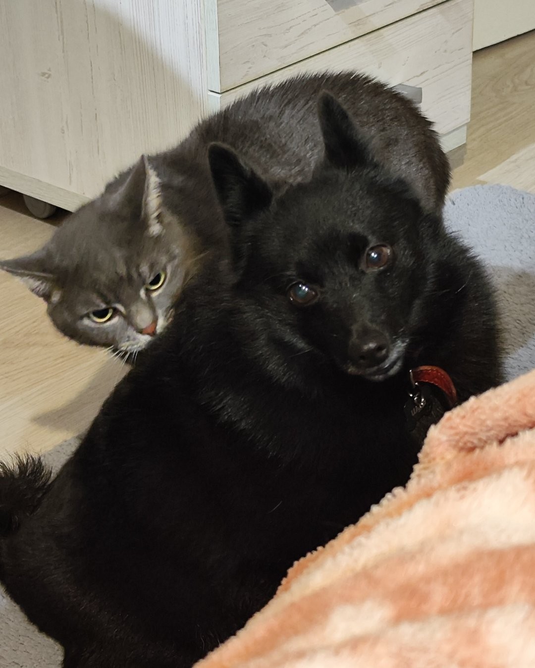 Ты что, рядом с другими кошками гуляла?!