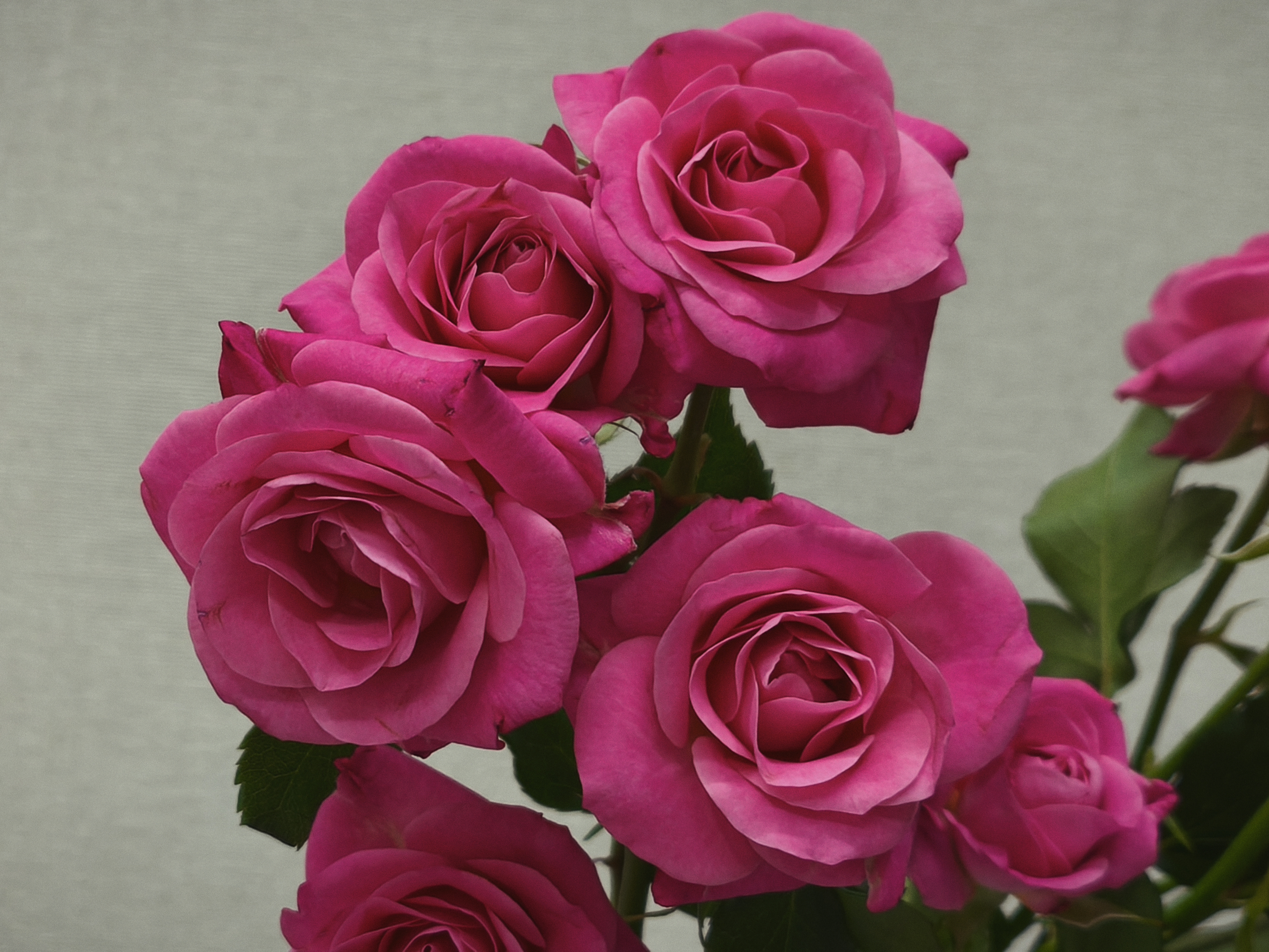 розочки 🌹