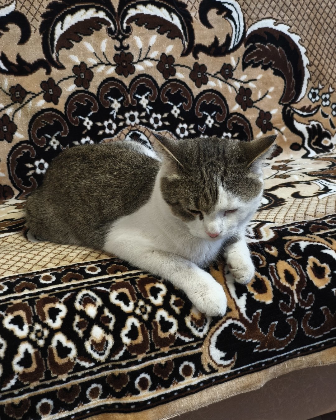 Бусик 😺