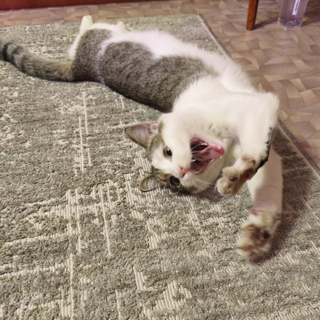😼😼😼