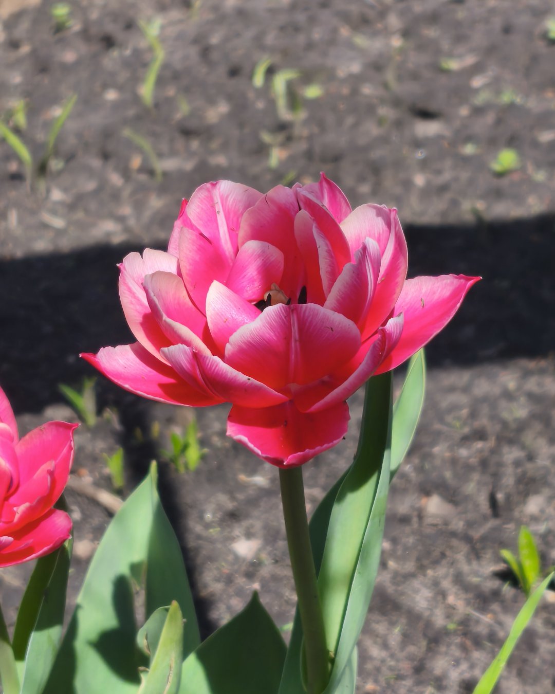 тюльпанчик 🌷
