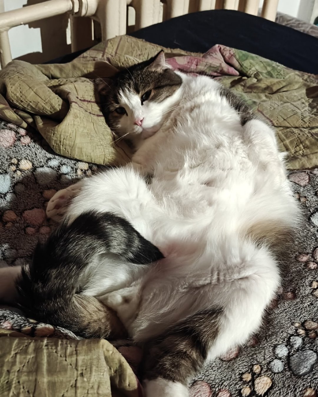 Фото Кошки. Наконец то эти кожаные с перфоратором ушли, можно и расслабиться 🐱