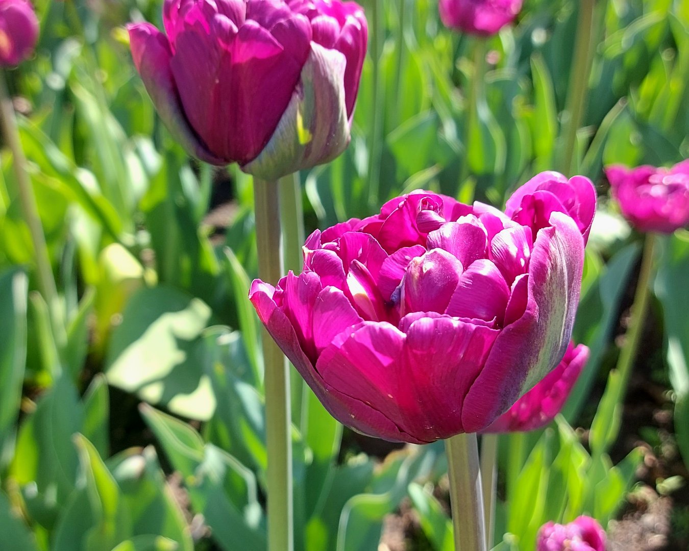🌷🌷🌷