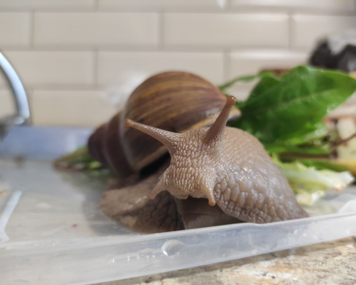 Улитки — Маленькая улиточка радуется весне и свежей зелени 🌱