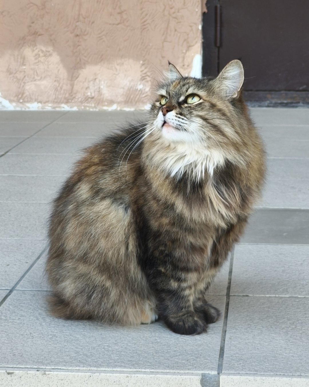 😺😺😺