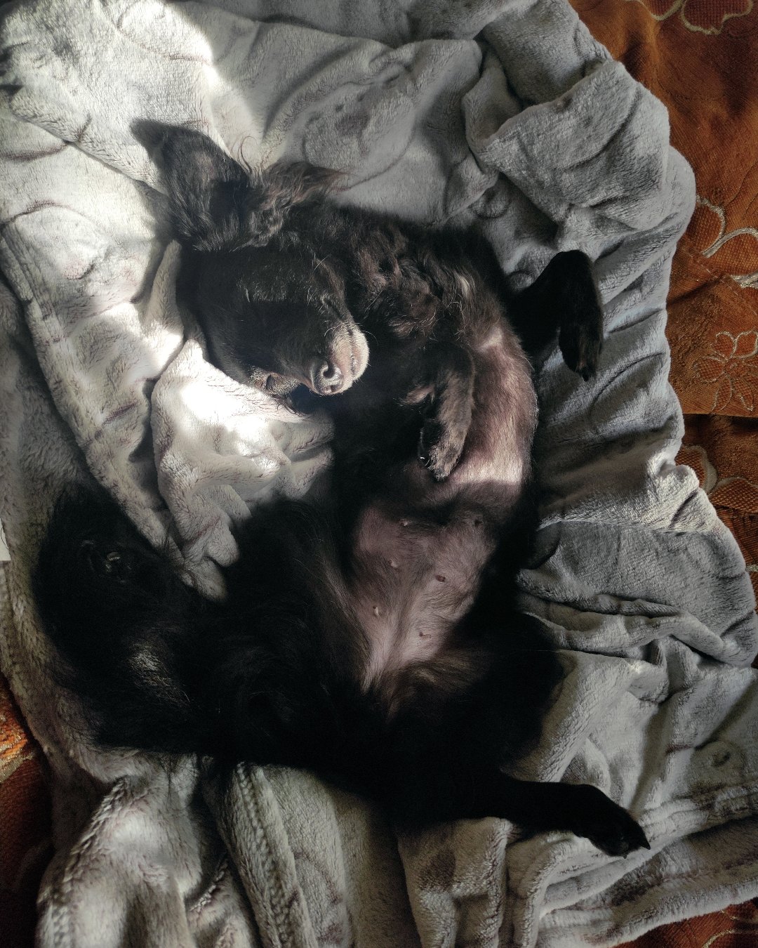 Фото Собаки. Сладкий слип и никаких дел ^^