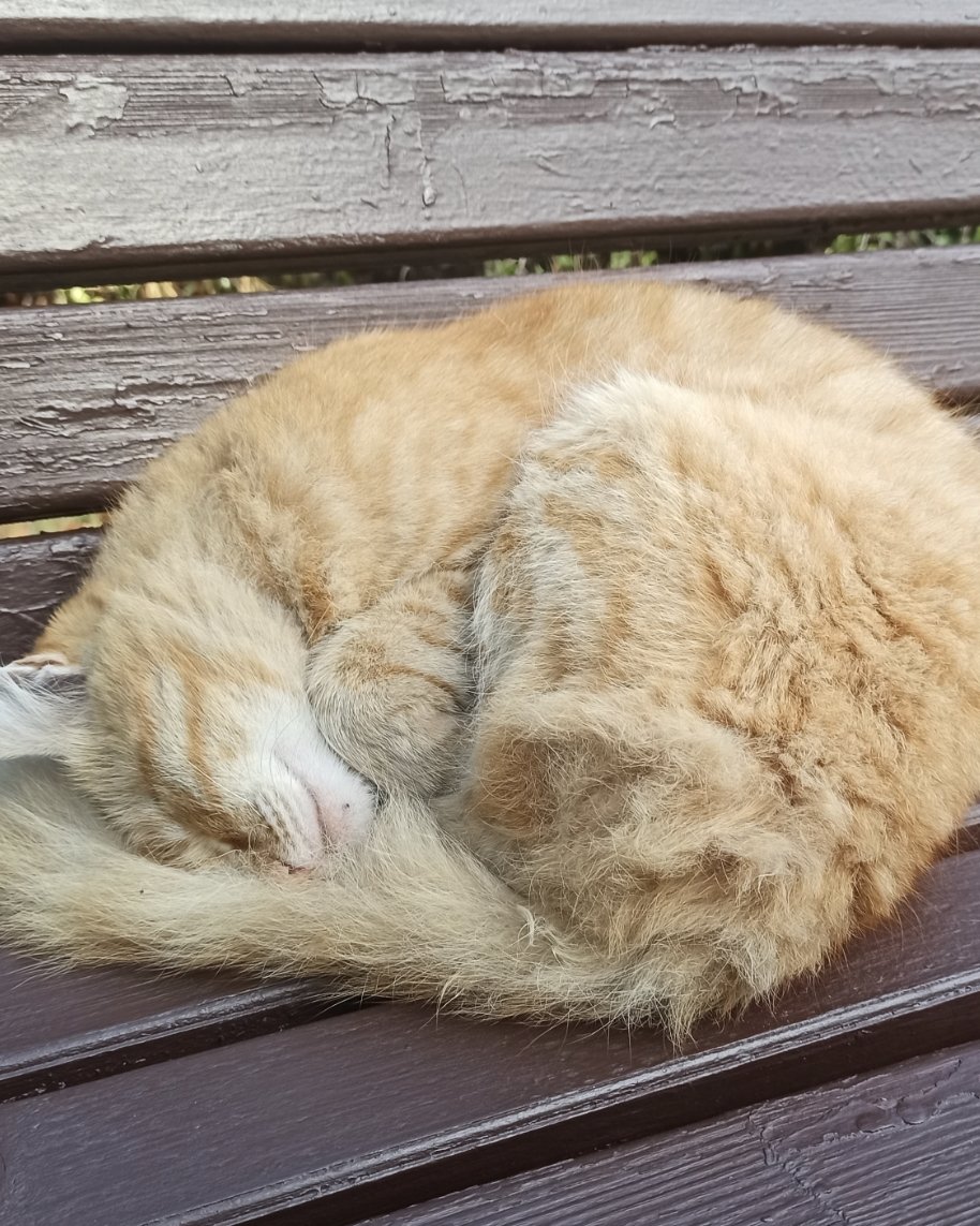 Zzz