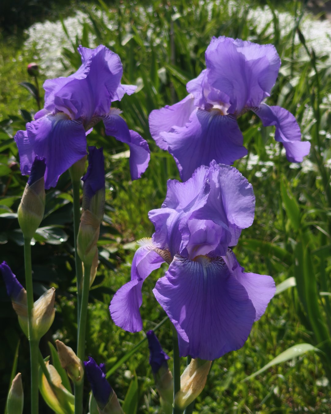 Ирисы 💜