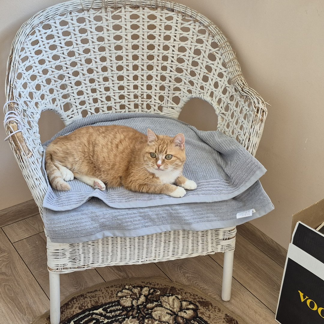 Фото Кошки. Relax🐈