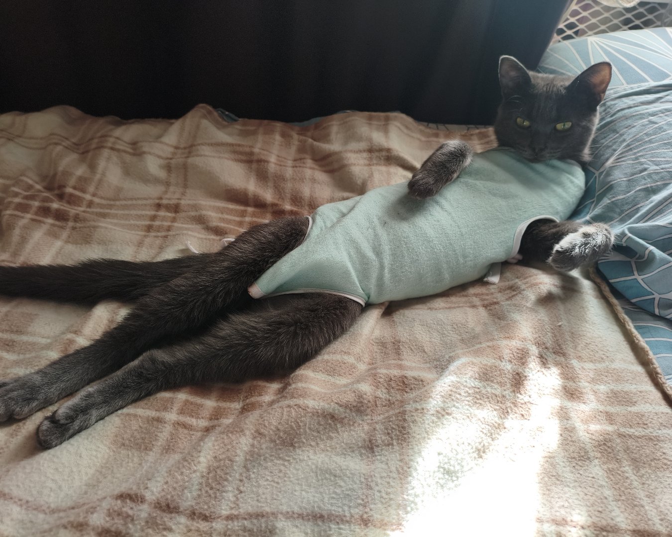 Фото Кошки. I'm sexy and I know it!