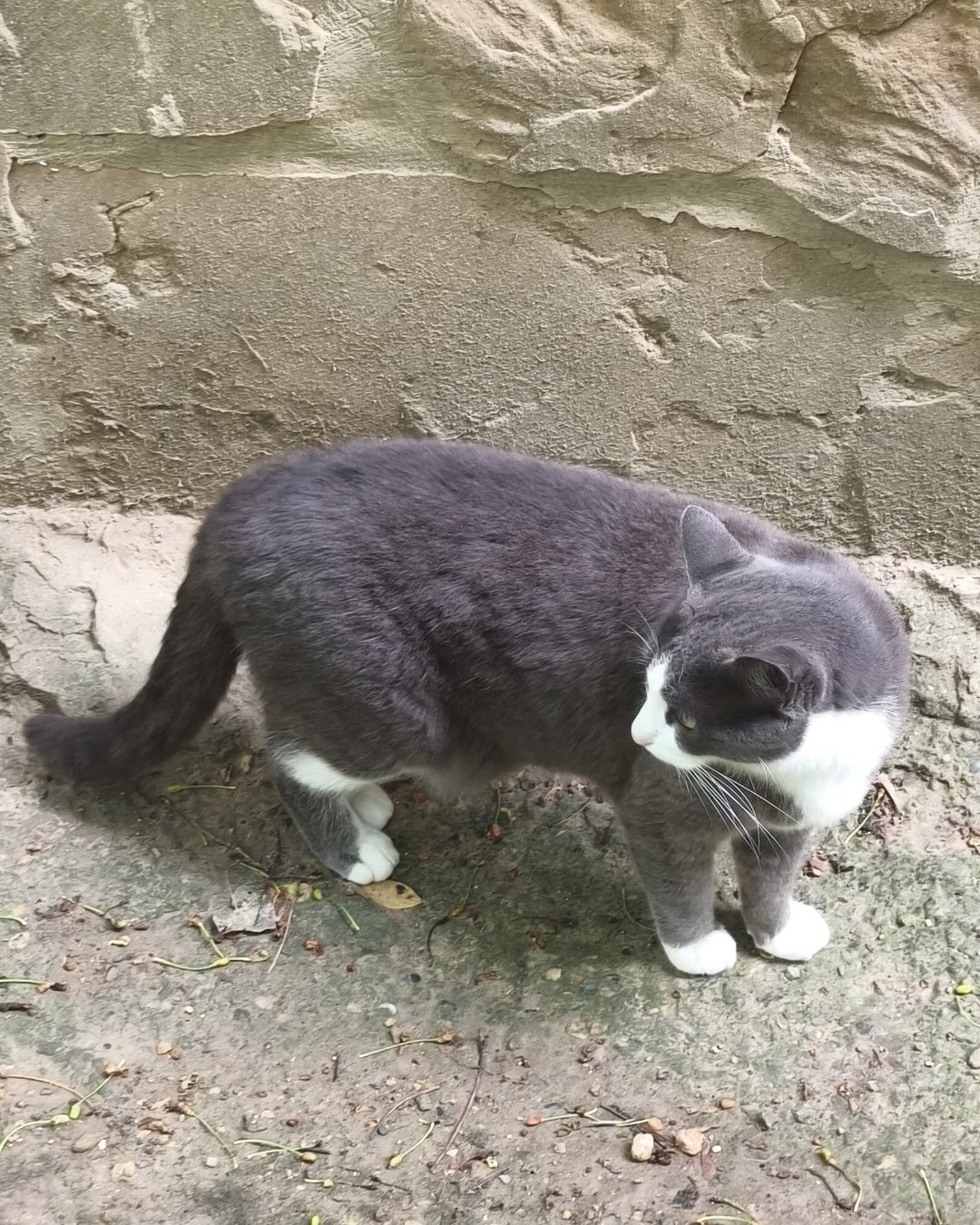 🐱🐱