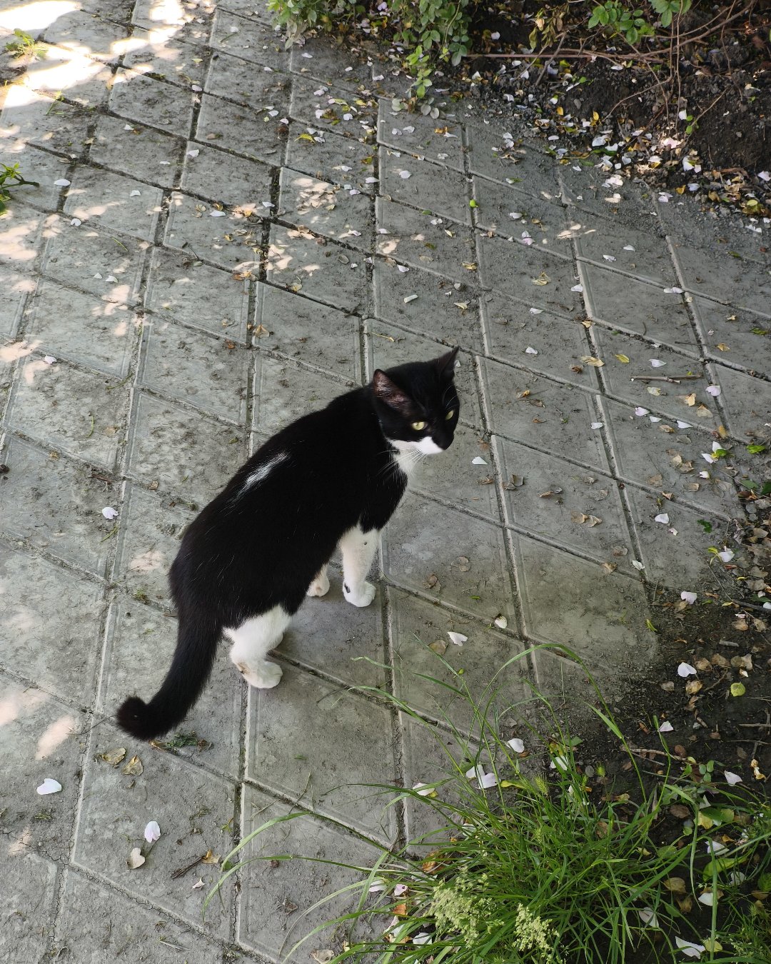 котик
