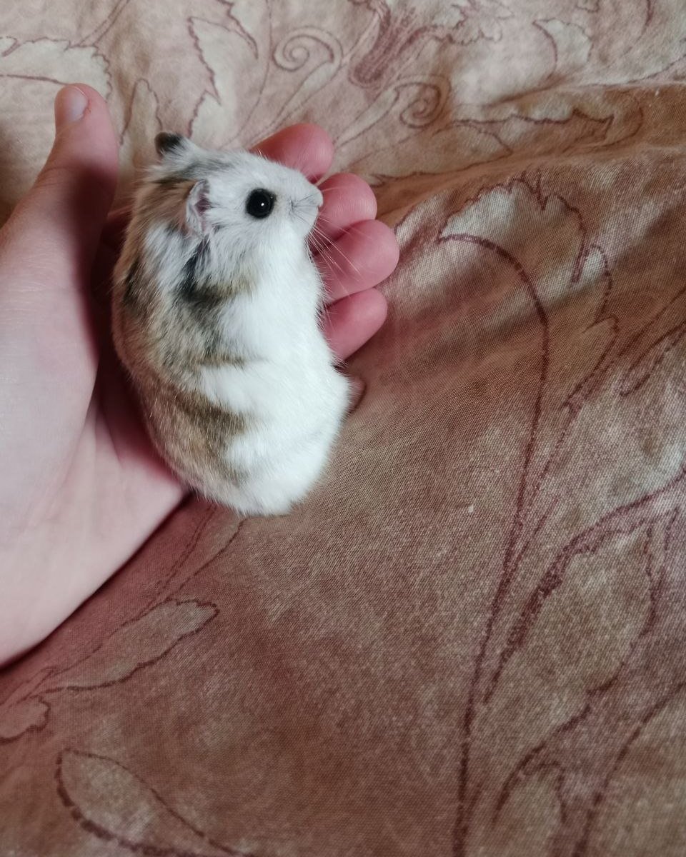 Мой сема !