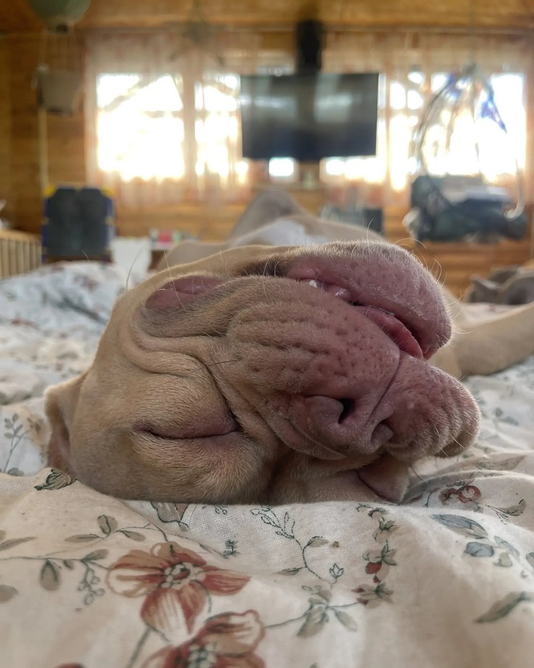 Фото Собаки. Луно😴😪