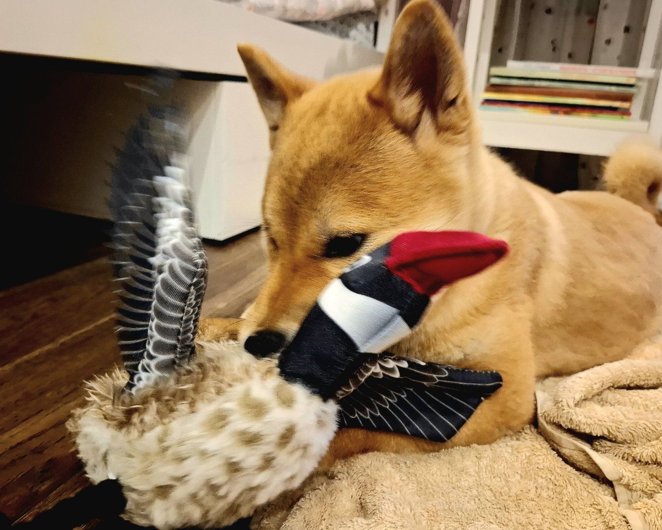играет с новой уточкой 🦆