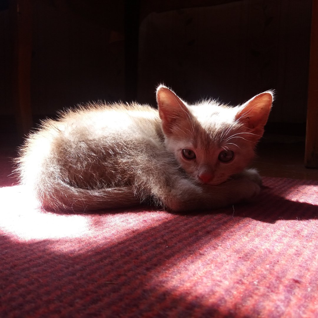 Фото Кошки. Басяо десять лет назад и сегодня 🎂🐈