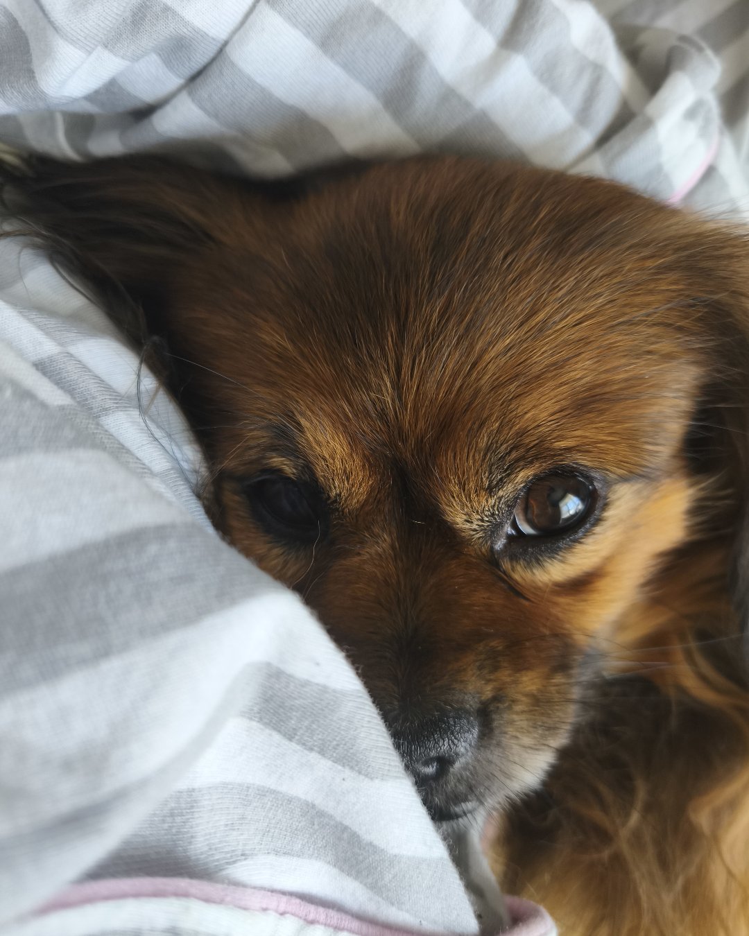 Фото Собаки. проснулся, но какой ценой 🐶
