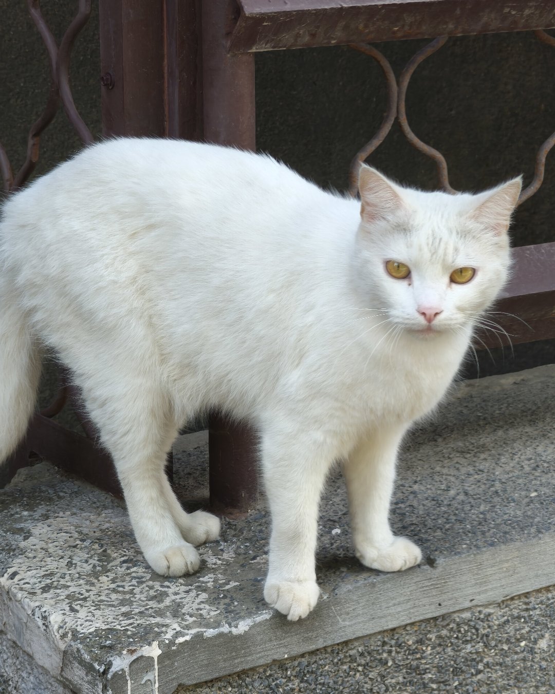 ещё один котейка