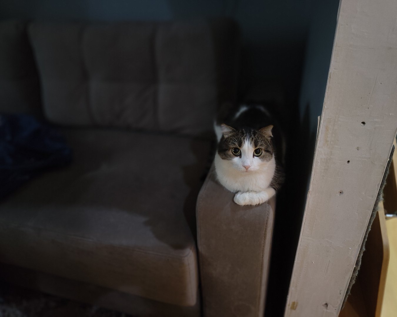 Фото Кошки. Ну и ,когда кормить будешь? 🐈