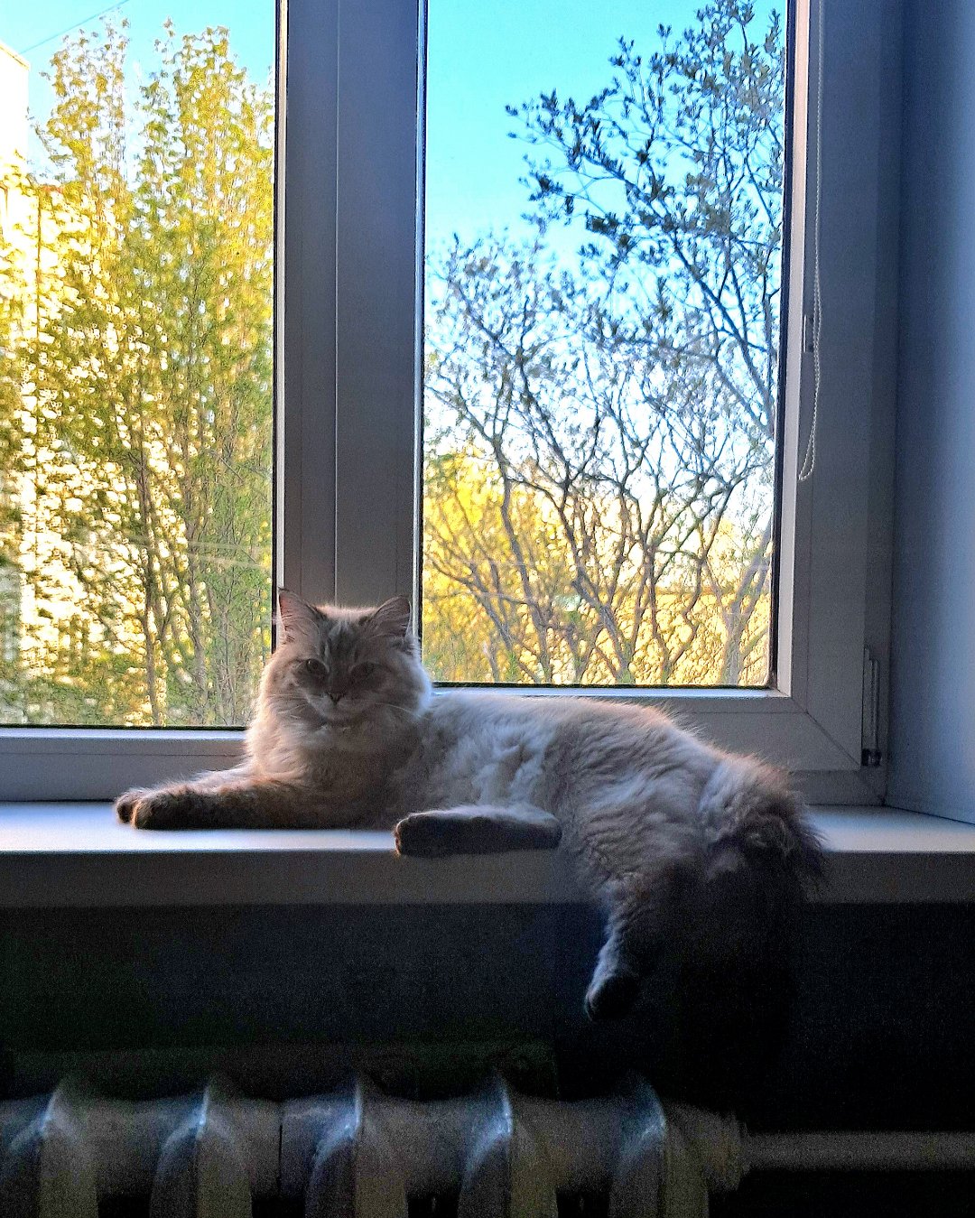 Фото Кошки. Позирует же))