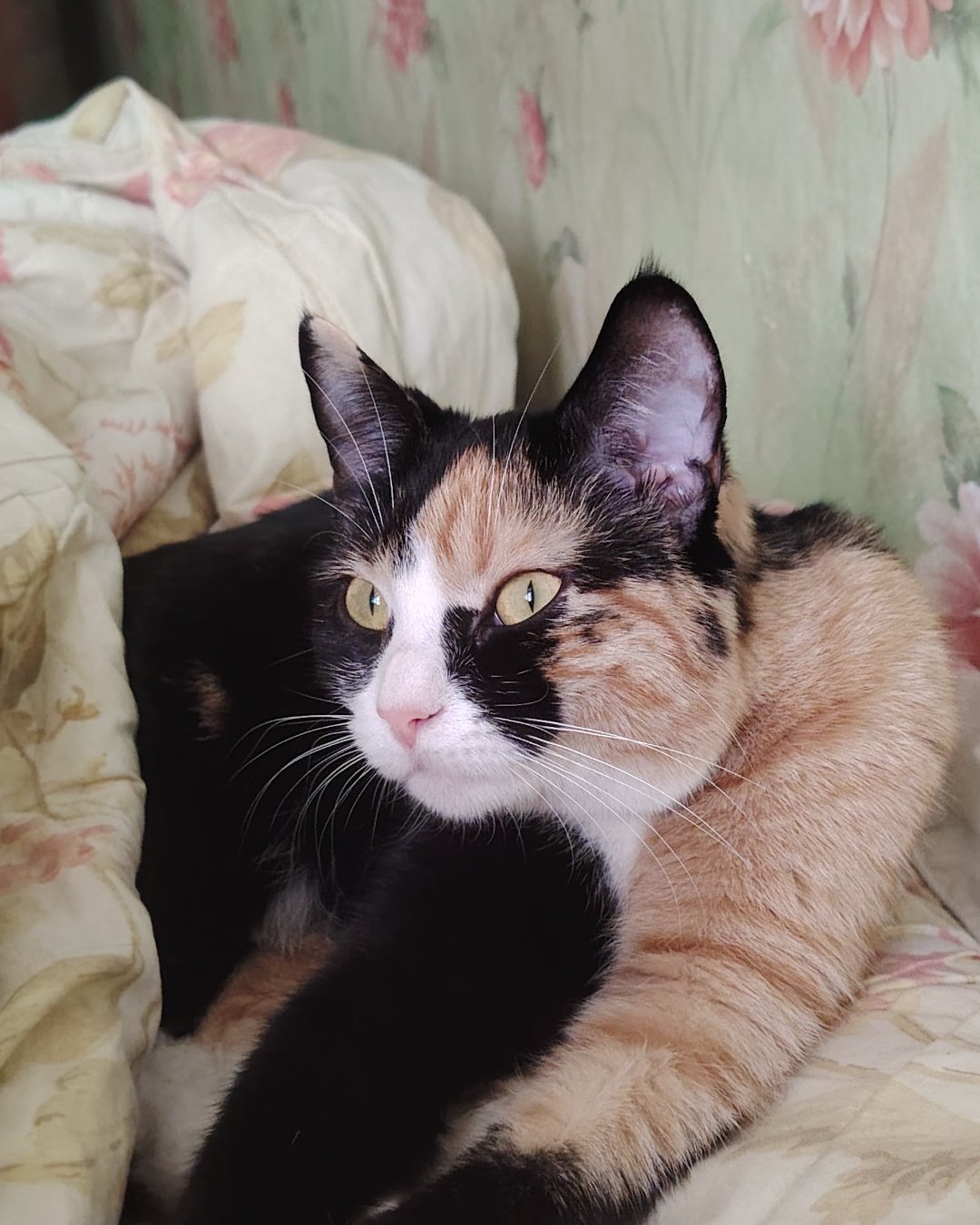 А ещё, у меня есть старшая доченька❤️ стала безумно ласковой с появлением Графа, наверное думает, что мы её больше не любим, но она всегда у нас на первом месте ❤️💋