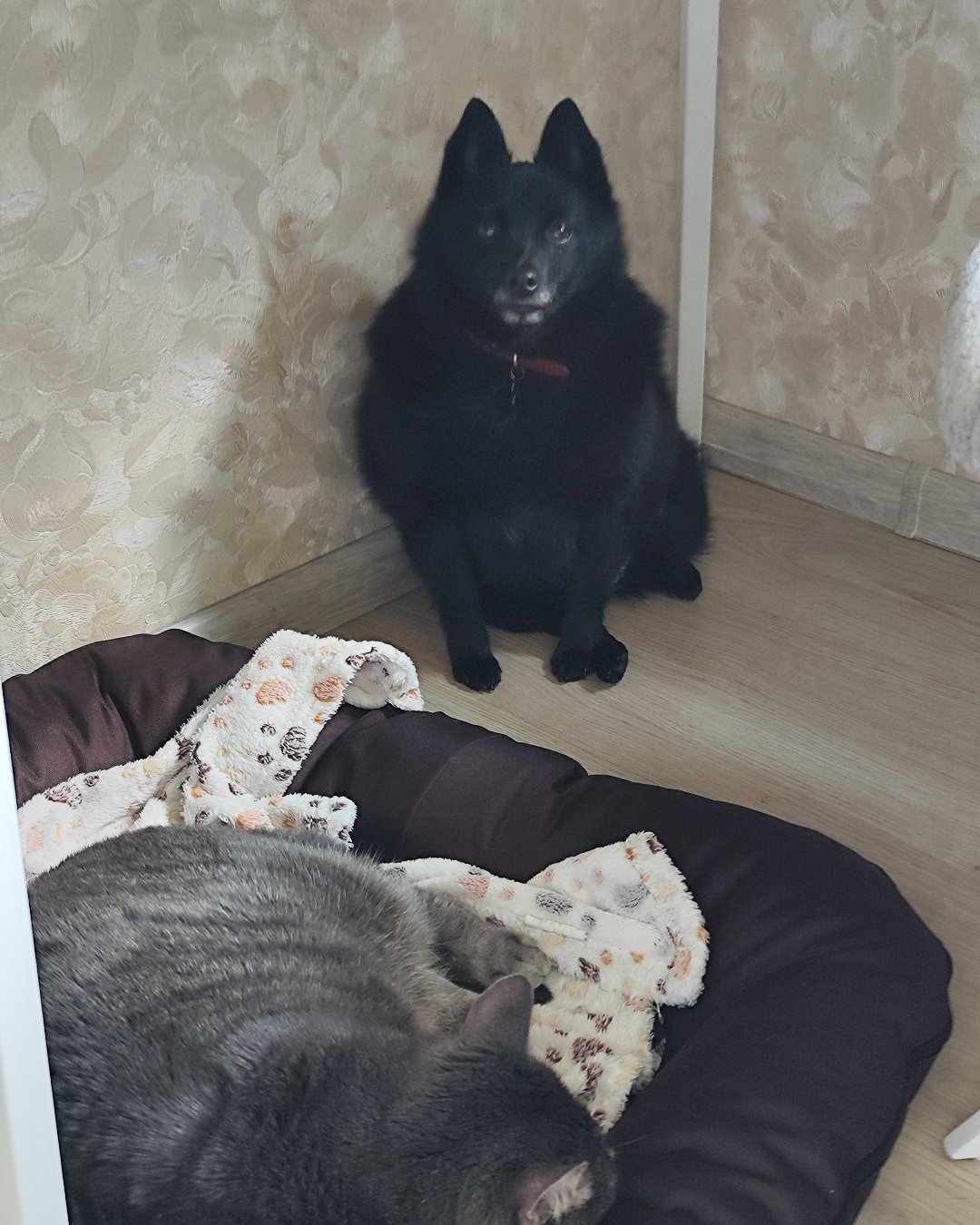 Фото Кошки. Купили лежанку собаке, но кошка отжала 😭