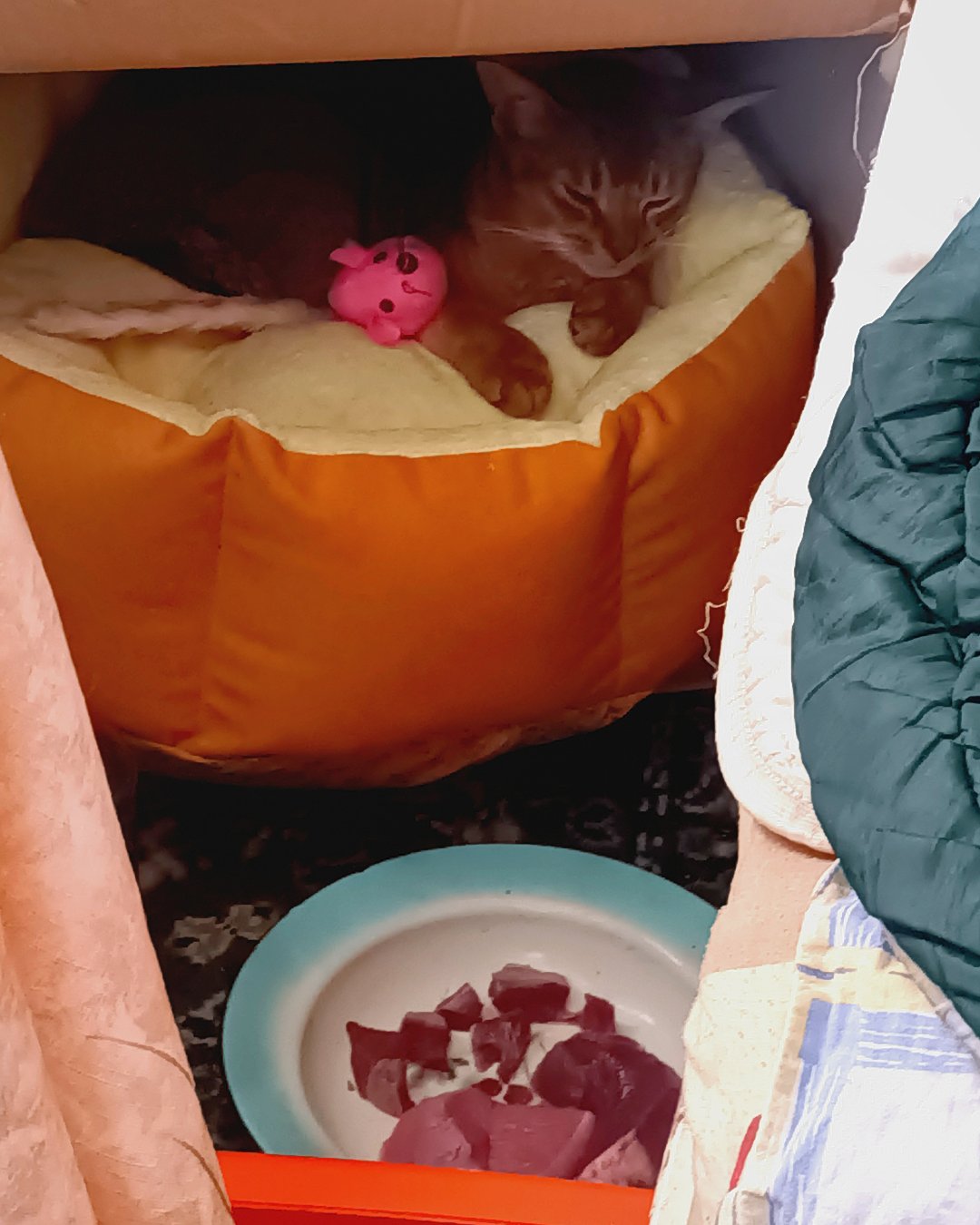 Кошки — котик не ест больше 4 часов. Что делать?