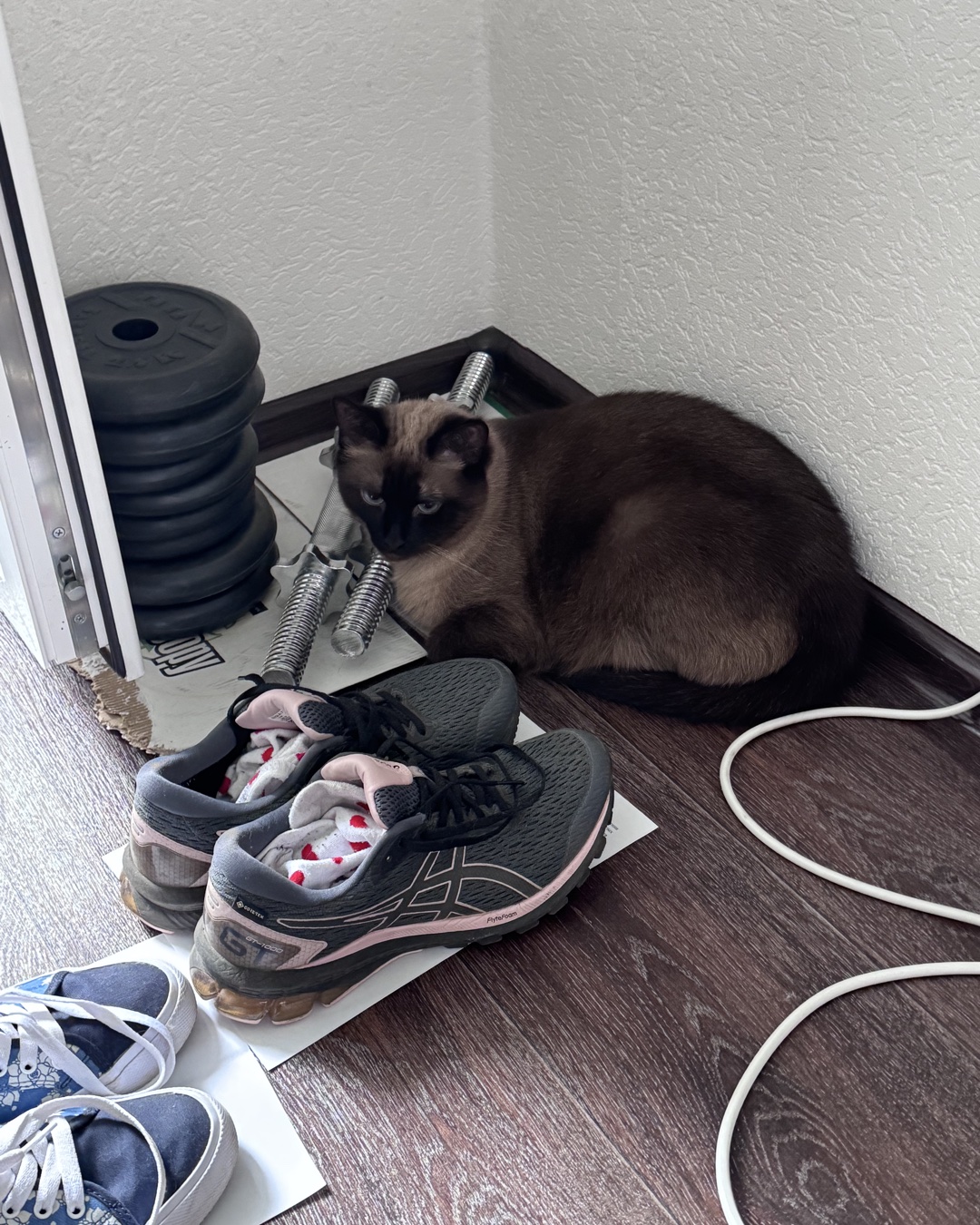 Кошки — удобно пиздец🤣