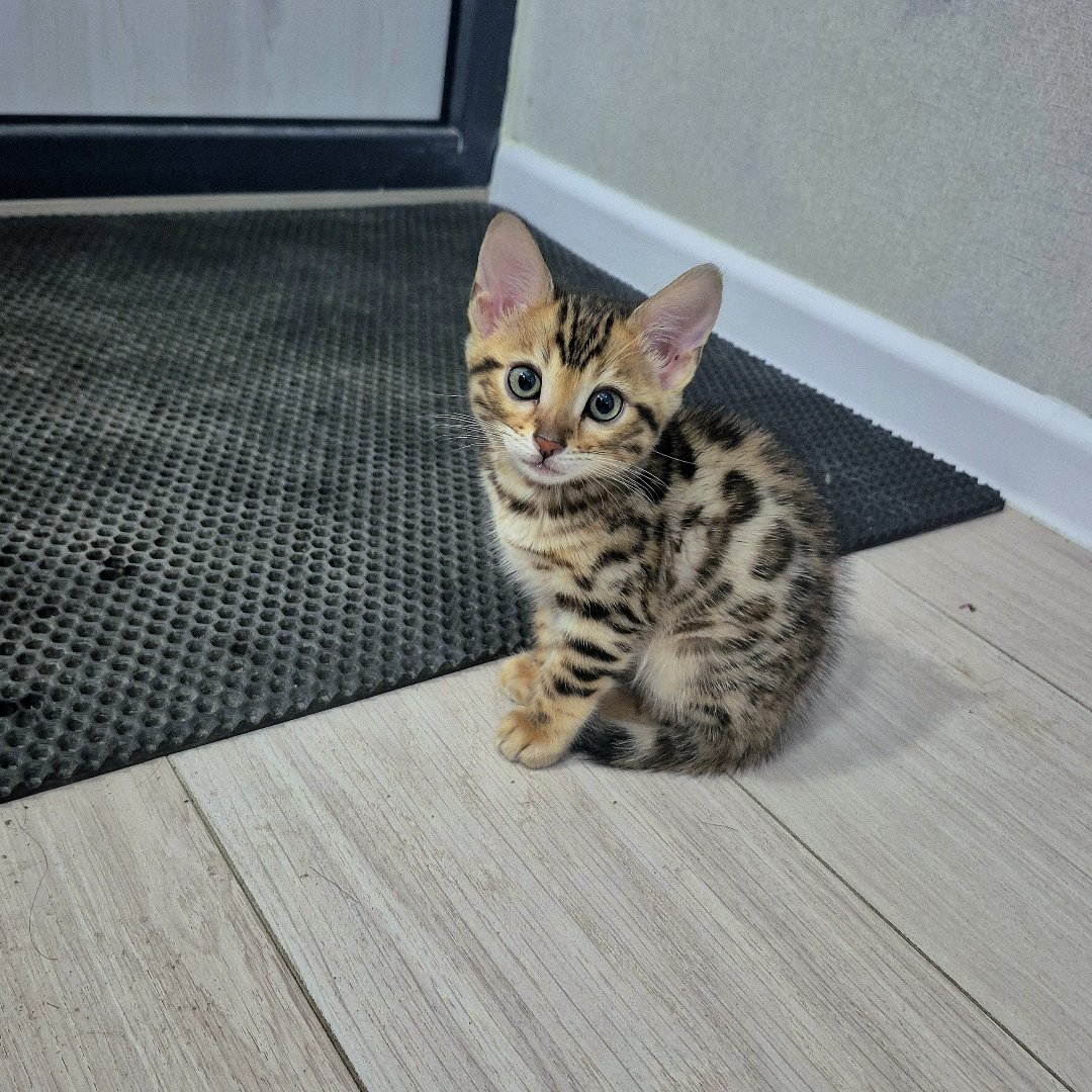 Кошки. Бенгальская — Тоша малыш