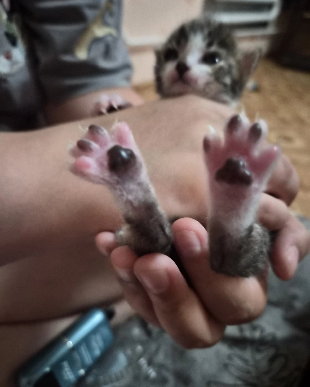 Будущий тигр🫠🐅