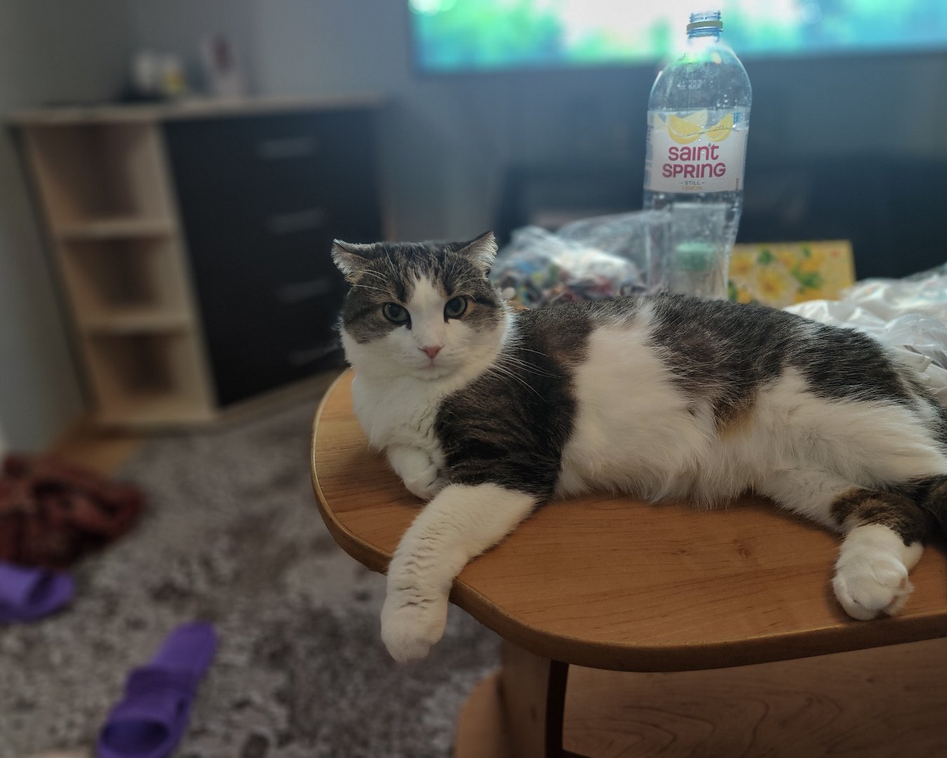 Фото Кошки. Ну и.. 🐱