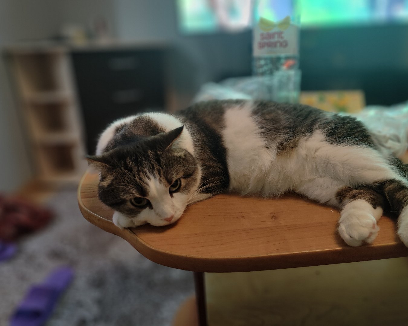 Кошки. Шотландская вислоухая — Ну и.. 🐱