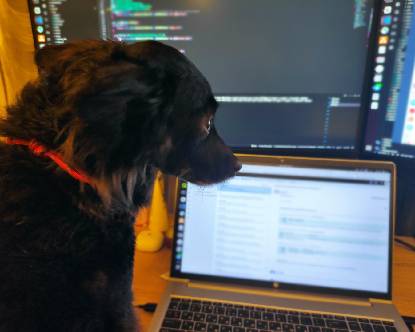 Фото Собаки. Шабака-програмувака 🐶💻