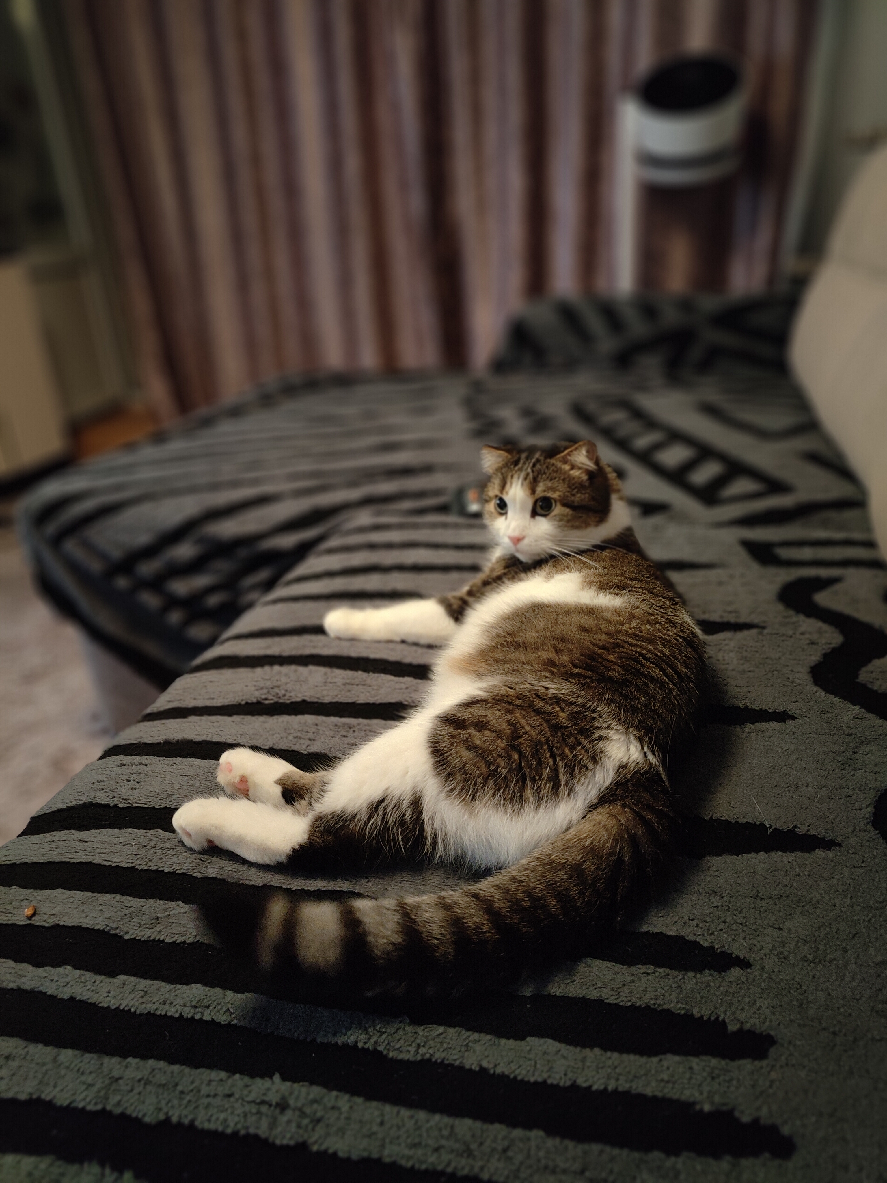 Опять пристали 🐱
