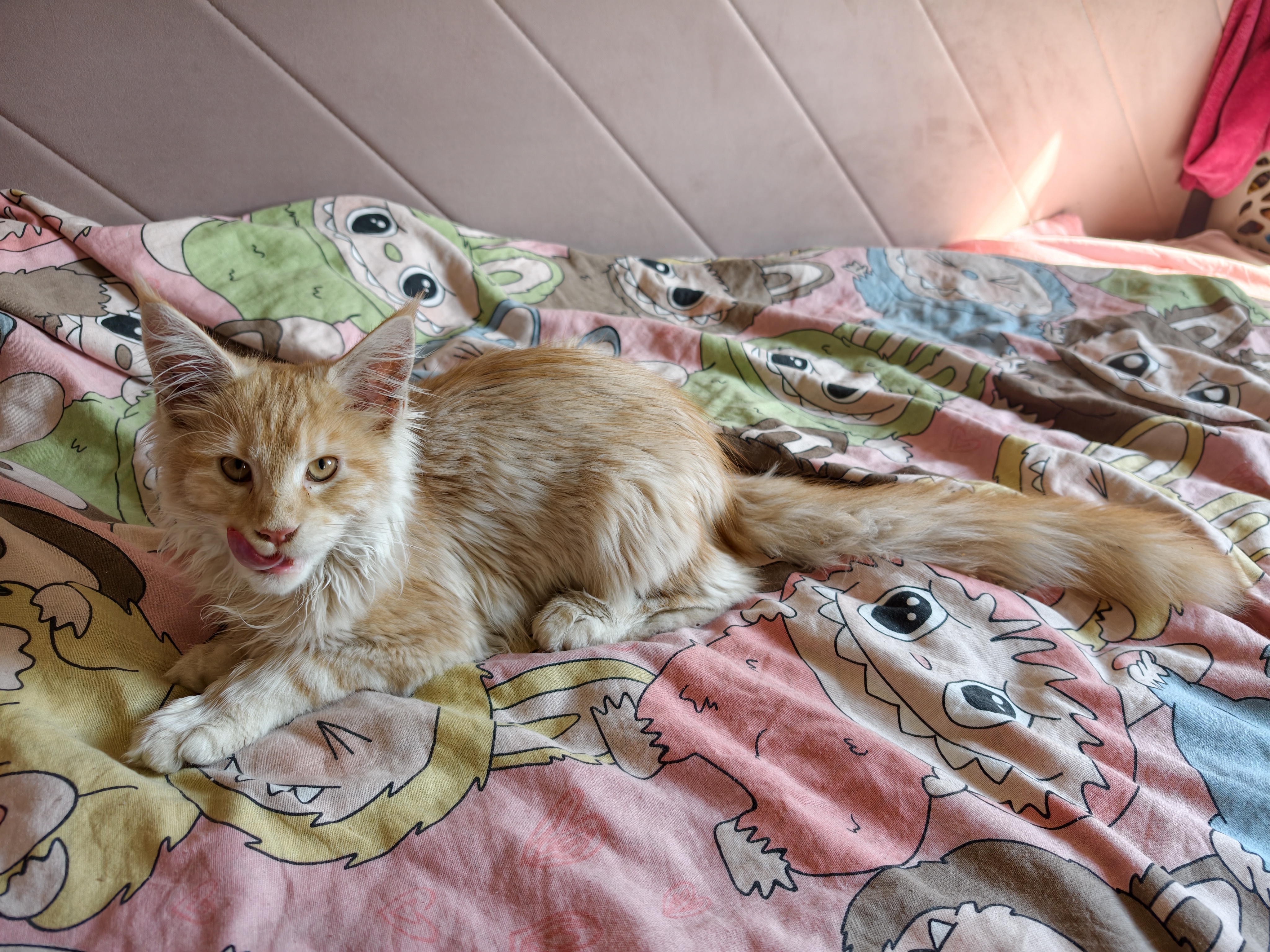 Фото Кошки. Поигрались и спатки 😺 #cat #kitty #Mainecoon #кошка #котёнок #мейнкун