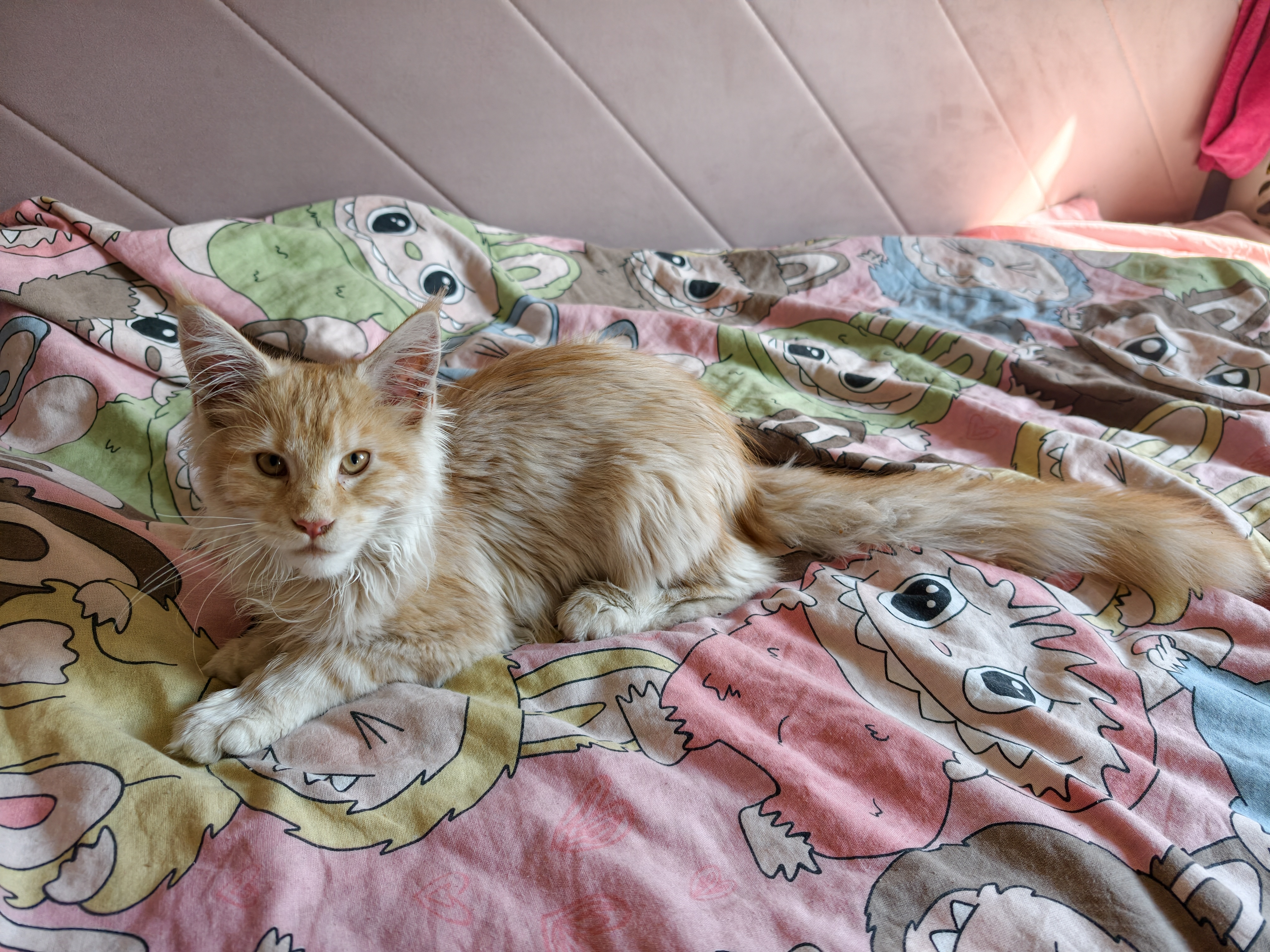 Кошки — Поигрались и спатки 😺 #cat #kitty #Mainecoon #кошка #котёнок #мейнкун