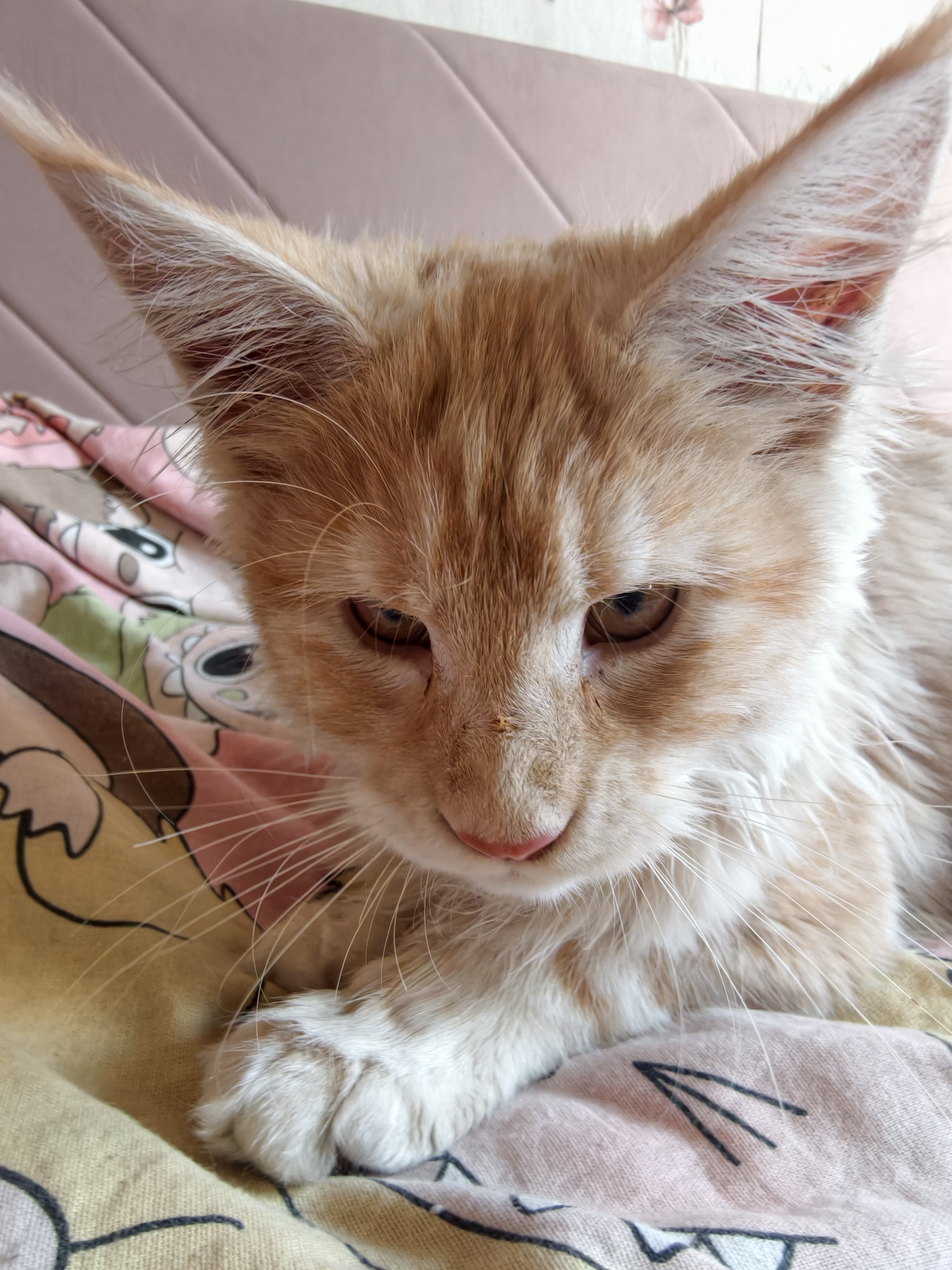 Кошки — Поигрались и спатки 😺 #cat #kitty #Mainecoon #кошка #котёнок #мейнкун